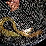 ロッジ Oleandria-,, Mieta