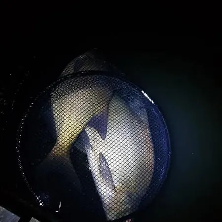 Chata Oleandria-,, Mieta